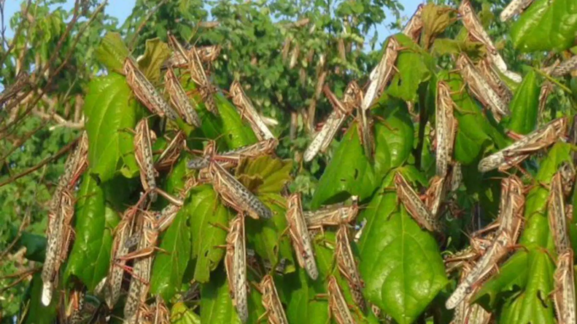 Plaga de langostas